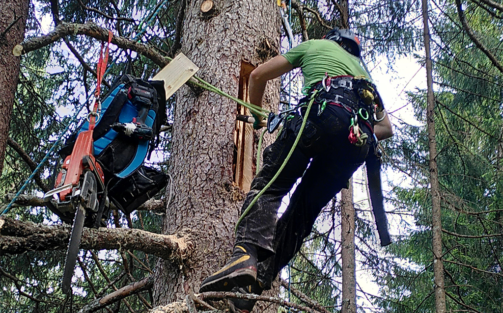 Zeidler mit Kletterausrüstung und Motorsäge bei der Arbeit an einem Baumstamm