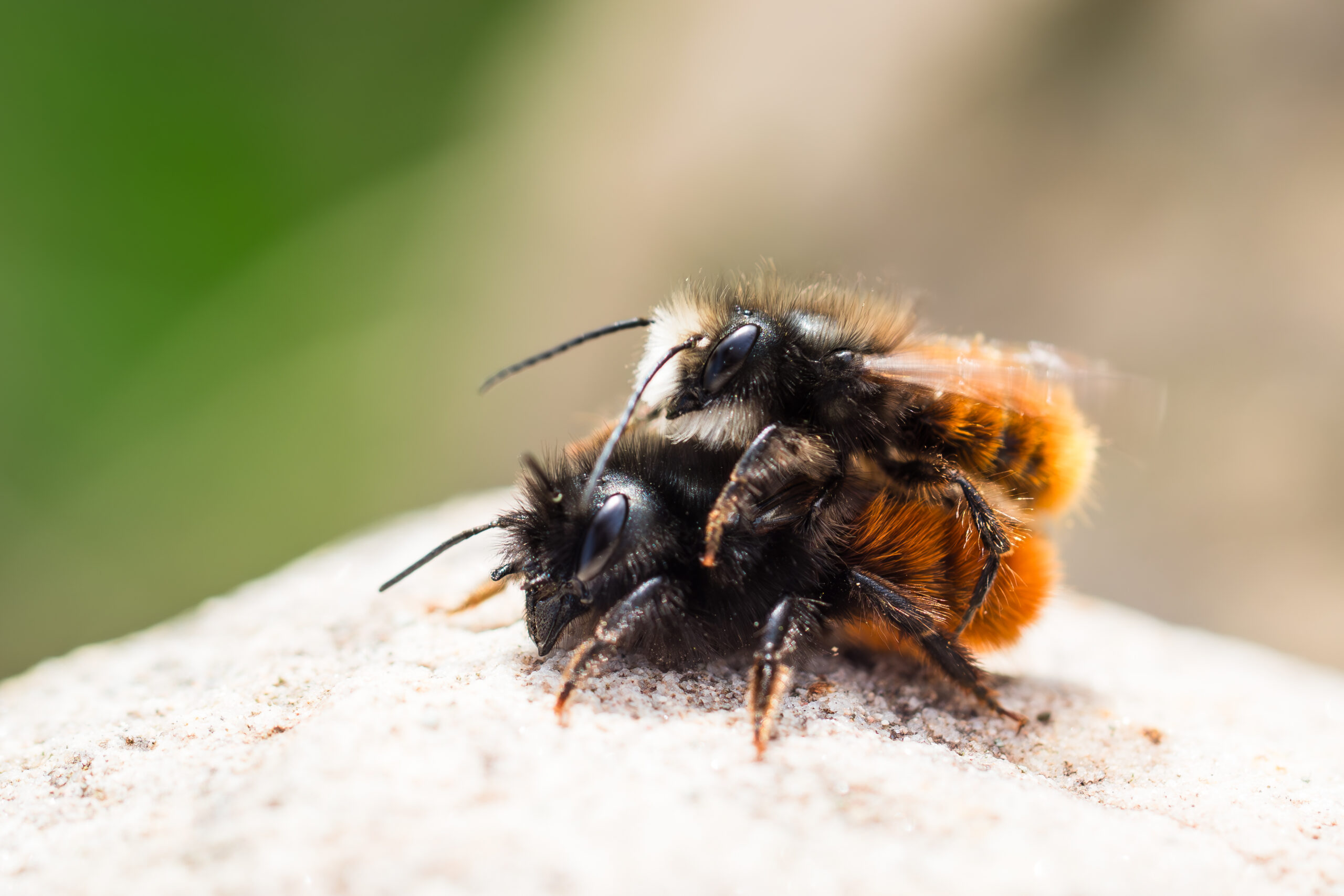 Mauerbienen Paar unterhalb des Insektenhotels