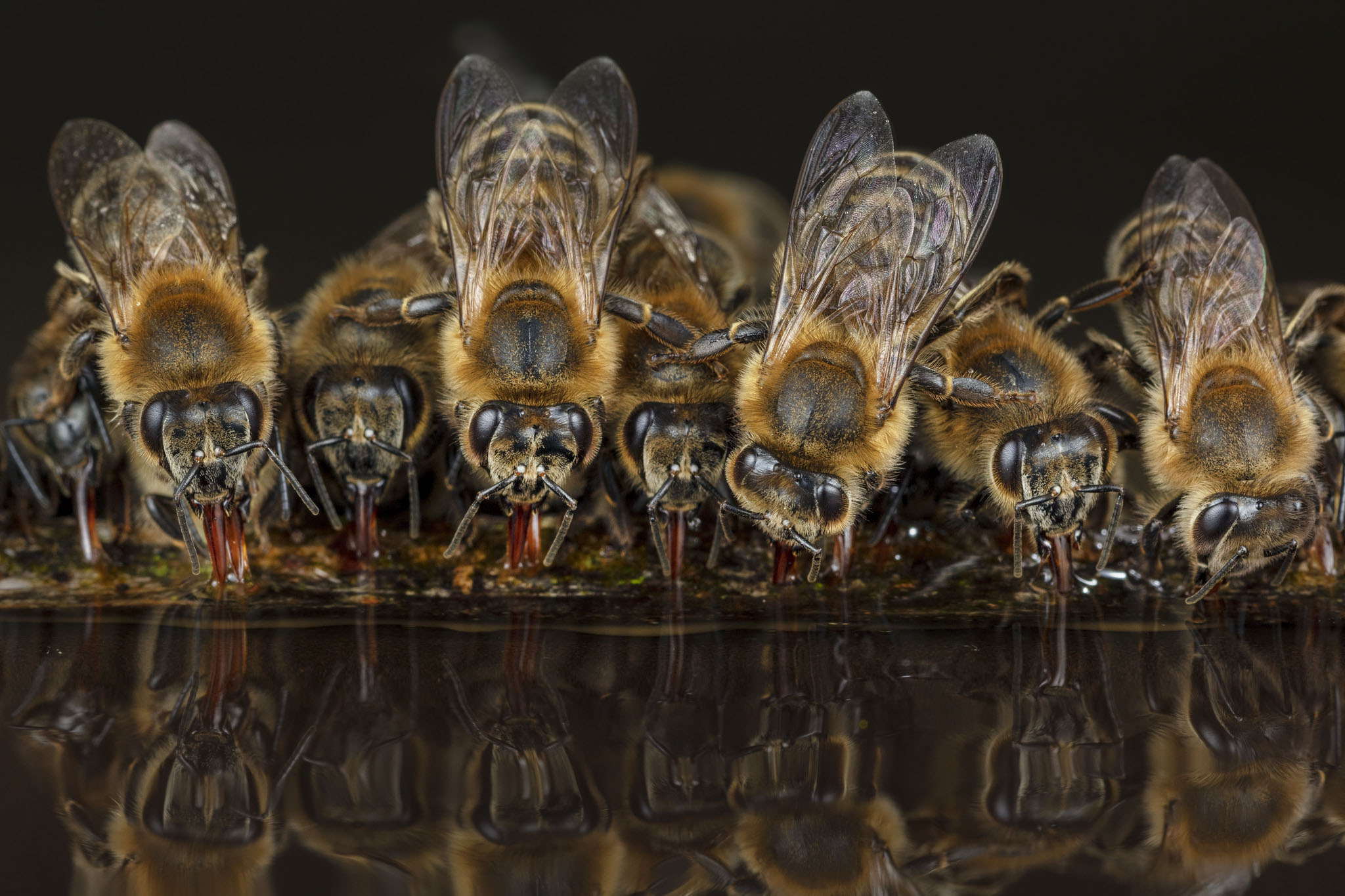 Weiterbildungskurs in naturnaher Bienenhaltung Bern 12.12.2026