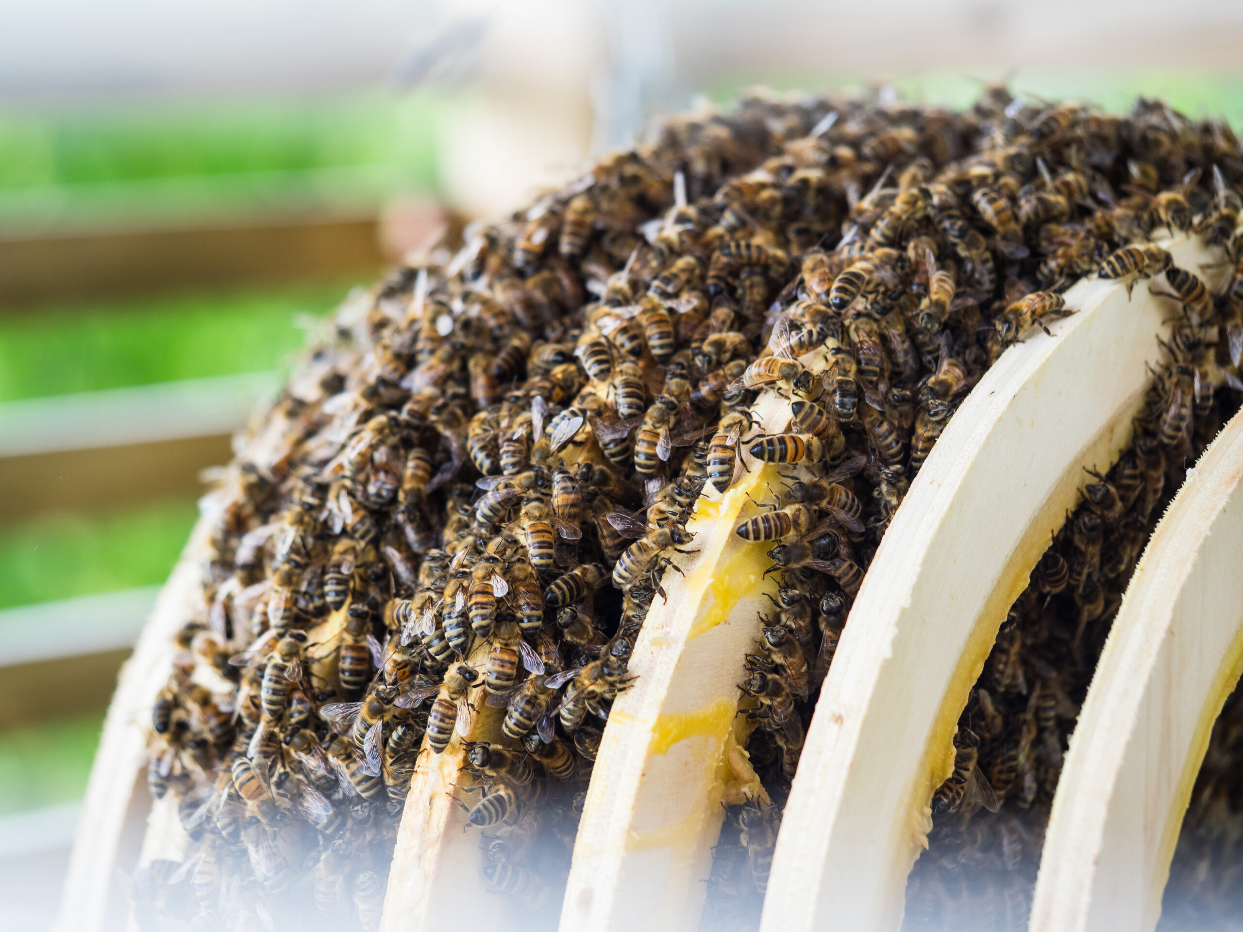 Bienenvolk im Weißenseifener Hängekorb
