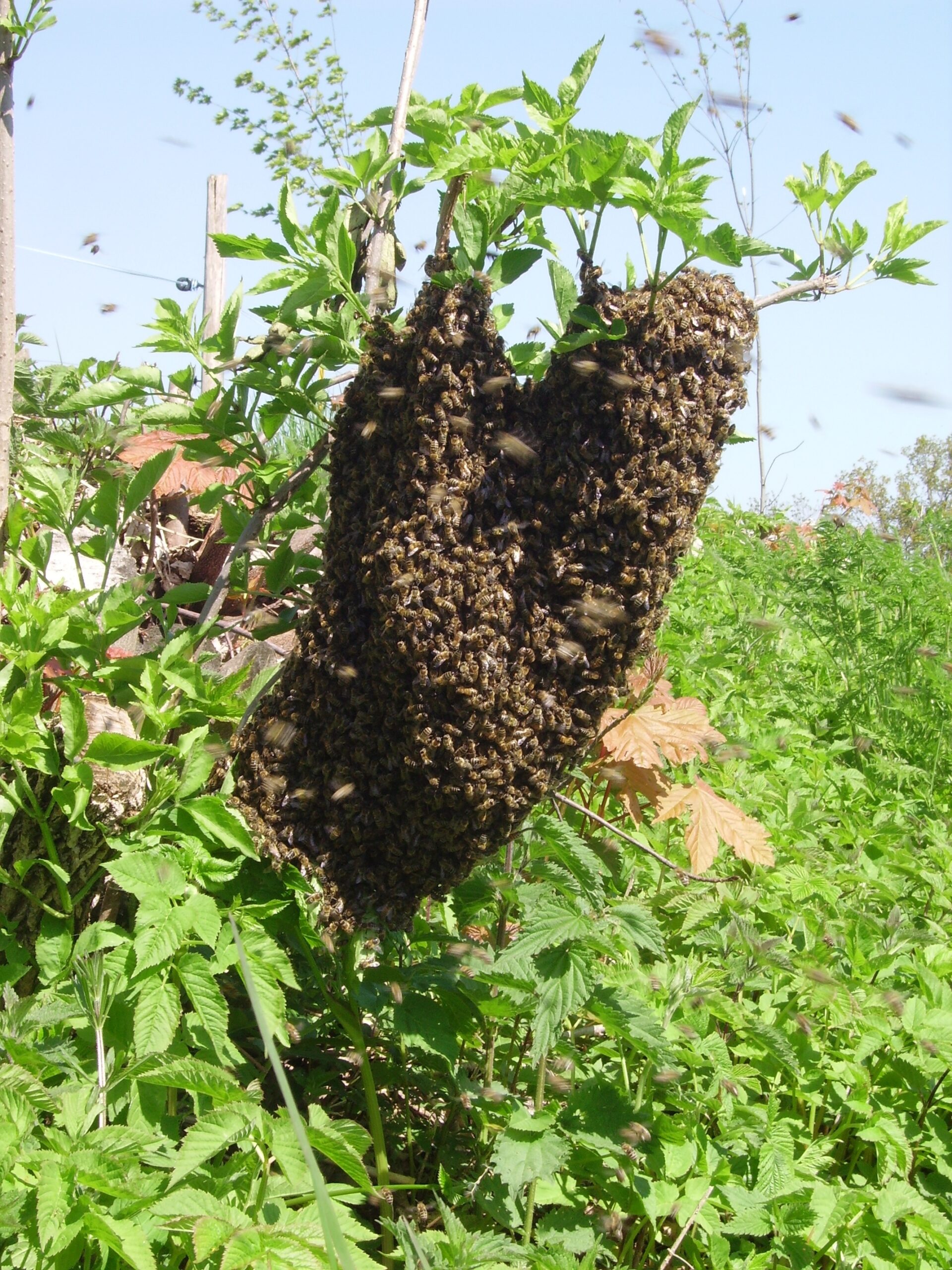 Bienenschwarm
