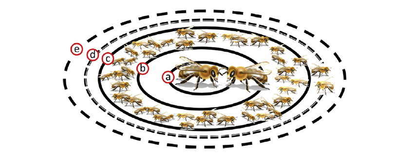 Abwehrniveaus in Honigbienenvölkern aus: (a) individueller Abwehr, (b) paarweiser Abwehr einschließlich Grooming, (c) Bienenvolk-Abwehr wie Aufgabendifferenzierung, (d) Minimierung des Eindringens von infektiösen Erregern und (e) Verwendung von Harzen und anderen Umweltstoffen bei der Bienenvolkabschirmung.
