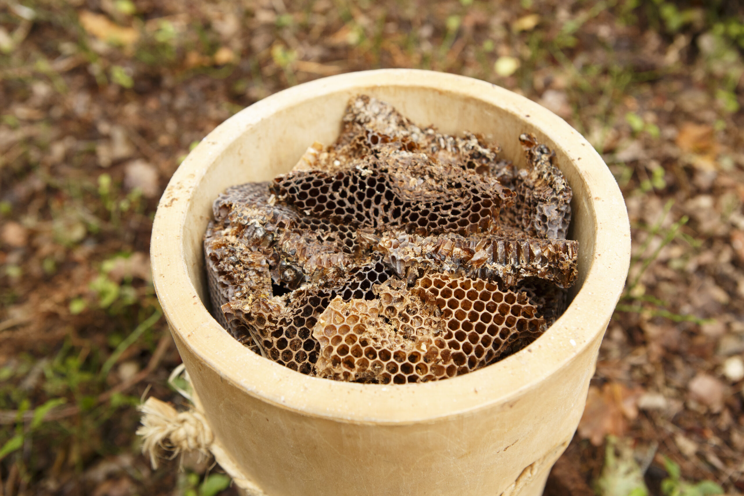 Gesammelte Bienenwaben